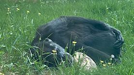 שושי השימפנזה, צילום: הספארי ברמת גן